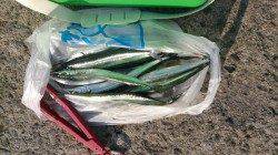 汐見埠頭　サヨリはポツポツアタリ12匹　夕方はタチウオも