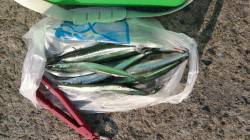 汐見埠頭　サヨリはポツポツアタリ12匹　夕…