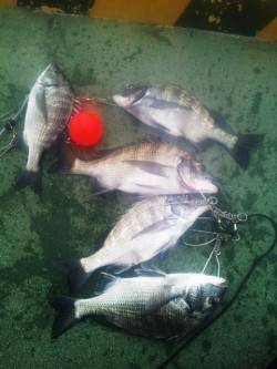 田ノ浦で紀州釣り、順調に5枚のチヌが釣れま…