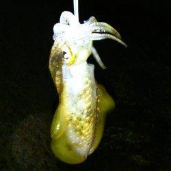 松帆の浦、大潮の満潮に入りエギング