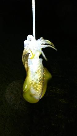 松帆の浦、大潮の満潮に入りエギング