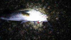 天橋立周辺でシーバスゲーム、台風通過後の濁りでゲット