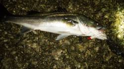 天橋立周辺でシーバスゲーム、台風通過後の濁…