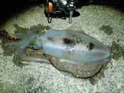 柴山でエギング風が弱くなる間なんとか釣ることが出来ました