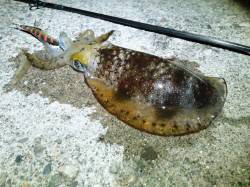 柴山でエギング風が弱くなる間なんとか釣るこ…