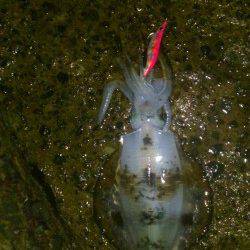 松帆の浦　エギングのリベンジ釣行でアオリイカ8ハイ