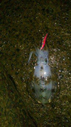 松帆の浦　エギングのリベンジ釣行でアオリイカ8ハイ