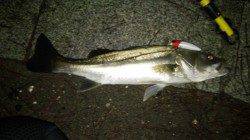 天橋立シーバス、アタリ～バラシ多数で最後にキャッチ！