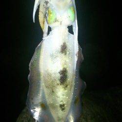 松帆の浦　エギングのリベンジ釣行でアオリイカ8ハイ