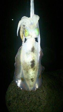 松帆の浦　エギングのリベンジ釣行でアオリイカ8ハイ