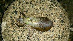 雨の中風裏探し江崎でエギング　計6パイのアオリイカ