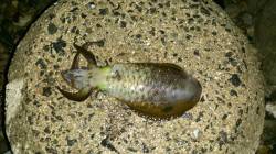 雨の中風裏探し江崎でエギング　計6パイのア…