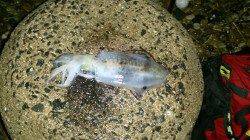 雨の中風裏探し江崎でエギング　計6パイのアオリイカ