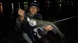 天橋立、65cmのシーバスＧＥＴ！