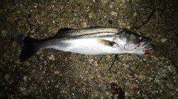 天橋立、65cmのシーバスＧＥＴ！