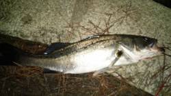 台風後の濁りが入りシーバスがヒット！