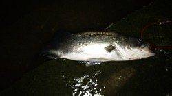 台風後の濁りが入りシーバスがヒット！