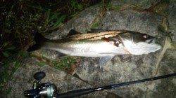 天橋立、ファミリーでシーバスルアーゲーム♪