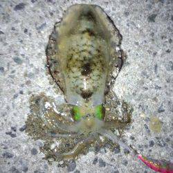 林崎漁港　8時間のロング釣行でアオリイカ3バイ