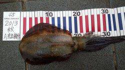 マリーナシティでのエギング釣果