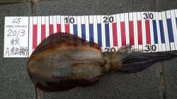 マリーナシティでのエギング釣果