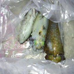 林崎漁港　8時間のロング釣行でアオリイカ3バイ