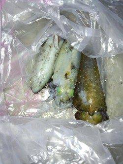 林崎漁港　8時間のロング釣行でアオリイカ3バイ