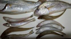 田ノ浦漁港、ちょい投げでキス＆イシモチの釣…