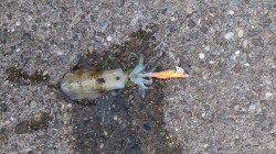 目良漁港でエギング、朝の間になんとか3杯