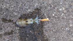 目良漁港でエギング、朝の間になんとか3杯