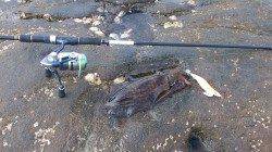 目良漁港でエギング、朝の間になんとか3杯