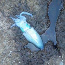 水ヶ浦　エギングでアオリイカ6パイ　新子はリリース