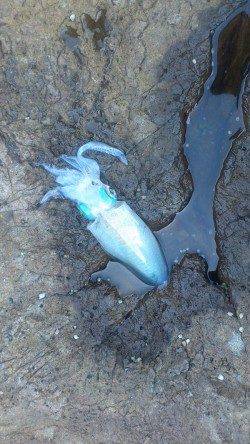 水ヶ浦　エギングでアオリイカ6パイ　新子はリリース