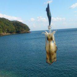 水ヶ浦　エギングでアオリイカ6パイ　新子はリリース