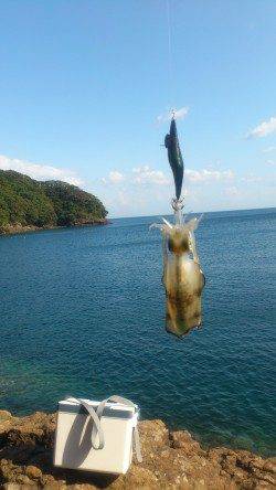 水ヶ浦　エギングでアオリイカ6パイ　新子はリリース