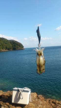 水ヶ浦　エギングでアオリイカ6パイ　新子は…