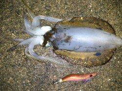 大蔵海岸でエギング、美味しいサイズが釣れました