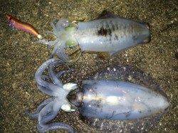 大蔵海岸でエギング、美味しいサイズが釣れました