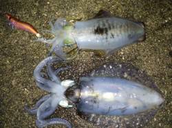 大蔵海岸でエギング、美味しいサイズが釣れま…