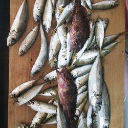 柴山港　エギングでアオリイカ＆サビキでアジ　子供も満足!!