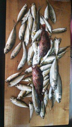 柴山港　エギングでアオリイカ＆サビキでアジ　子供も満足!!