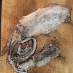 柴山港　エギングでアオリイカ＆サビキでアジ　子供も満足!!