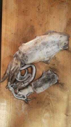 柴山港　エギングでアオリイカ＆サビキでアジ　子供も満足!!