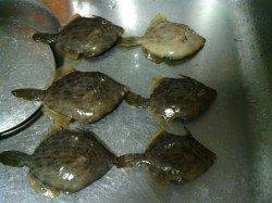 りんくう、胴突きでカワハギ狙い