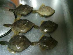 りんくう、胴突きでカワハギ狙い