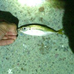 淡輪漁港でアジング　潮が動き出した４時頃時合でした
