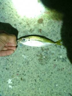 淡輪漁港でアジング　潮が動き出した４時頃時…