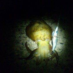 中津　堤防キワキワのティップランエギングで満足サイズのアオリイカ