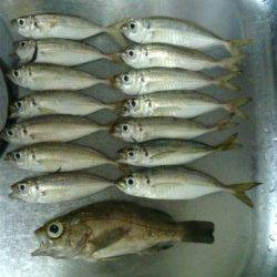 淡輪漁港でアジング　潮が動き出した４時頃時合でした