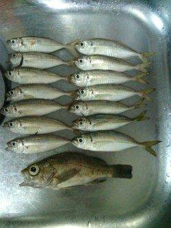 淡輪漁港でアジング　潮が動き出した４時頃時合でした